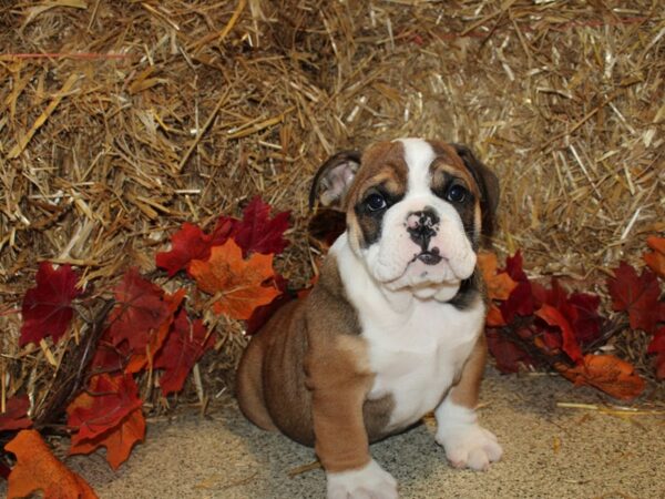 English Bulldog DOG Female Red and White 19073 Petland Dalton, Georgia