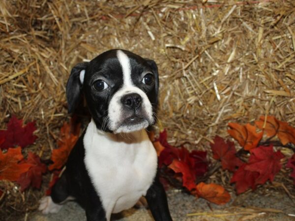 Boggle DOG Male Black and White 19076 Petland Dalton, Georgia