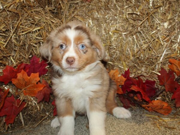 Miniature Australian Shepherd DOG Male RED MERLE 8573 Petland Dalton, Georgia