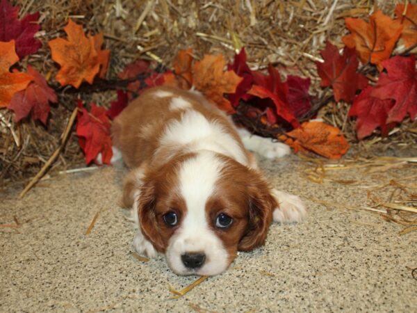 Cavalier King Charles Spaniel DOG Male BLENHEIM 8575 Petland Dalton, Georgia