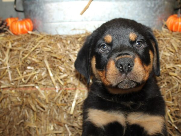 Rottweiler DOG Male Black Tan 8572 Petland Dalton, Georgia