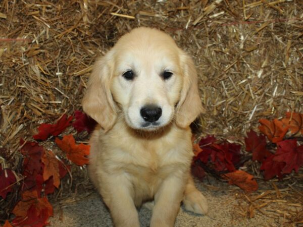 Golden Retriever DOG Female Light Golden 8571 Petland Dalton, Georgia