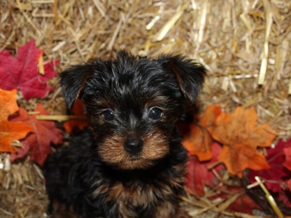 Yorkshire Terrier DOG Male Black and Tan 19081 Petland Dalton, Georgia