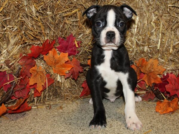 Boston Terrier DOG Male Black and White 19079 Petland Dalton, Georgia