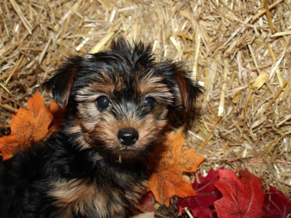 Yorkshire Terrier DOG Male Black and Tan 19082 Petland Dalton, Georgia