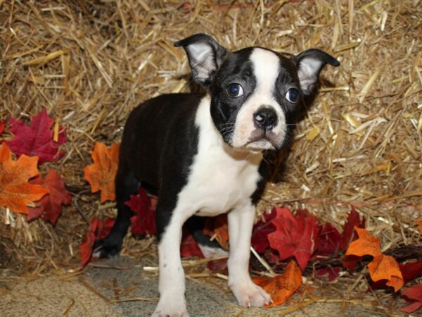 Boston Terrier DOG Male Black Brindle and White 19080 Petland Dalton, Georgia