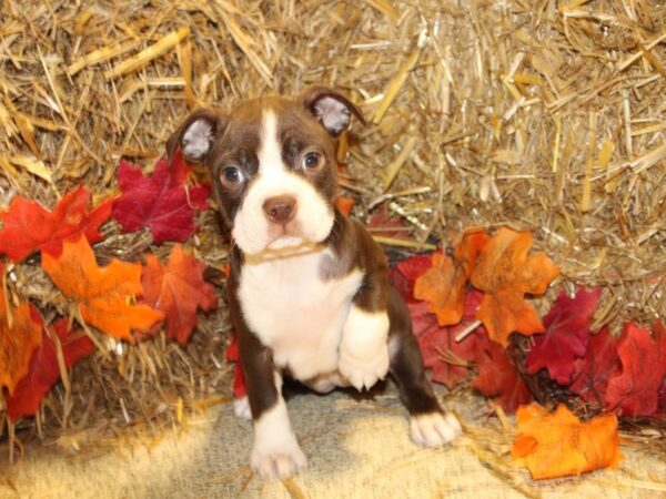 Boston Terrier DOG Female RED WHITE 8580 Petland Dalton, Georgia