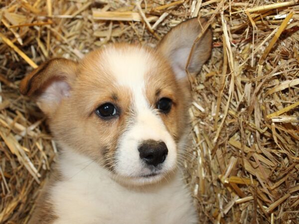 Pembroke Welsh Corgi DOG Male SABLE WHITE 8579 Petland Dalton, Georgia