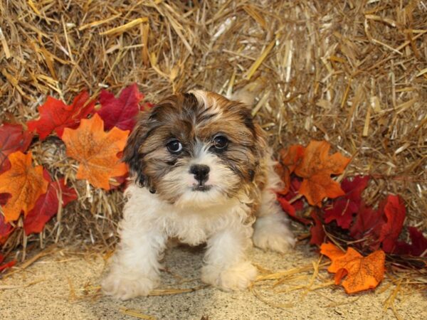 Schnauzer Tzu-DOG-Female-BROWN WHITE-8577-Petland Dalton, Georgia