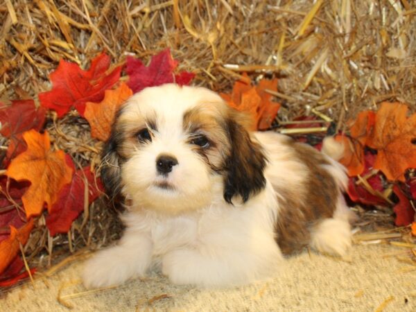 Shih Tzu DOG Male BROWN WH 8578 Petland Dalton, Georgia