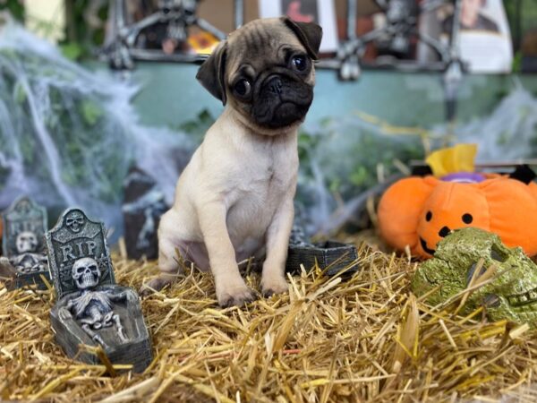 Pug DOG Female FAWN 8548 Petland Dalton, Georgia