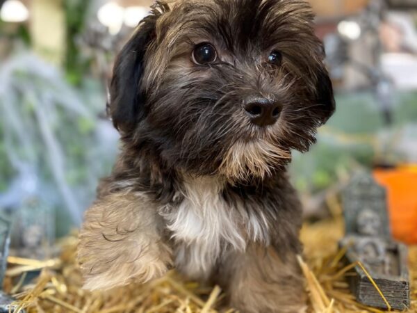 Havanese DOG Male BRINDLE 8550 Petland Dalton, Georgia