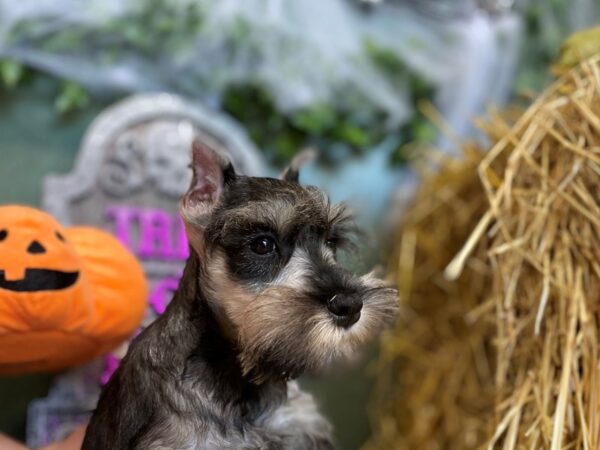 Miniature Schnauzer DOG Male SALT PEPPER 8576 Petland Dalton, Georgia