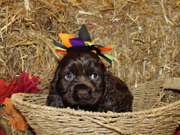 Cocker Spaniel DOG Male CHOC 19093 Petland Dalton, Georgia