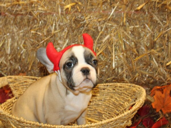 French Bulldog DOG Male FAWN WH 8585 Petland Dalton, Georgia