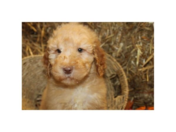 F2 ST Goldendoodle DOG Female Cream 19089 Petland Dalton, Georgia