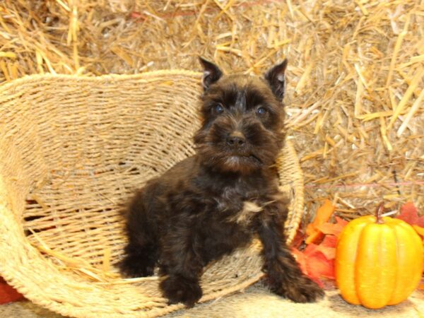 Miniature Schnauzer DOG Male Black 8582 Petland Dalton, Georgia