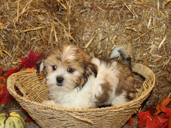 Maltese/Shih Tzu DOG Female Liver / White 8583 Petland Dalton, Georgia