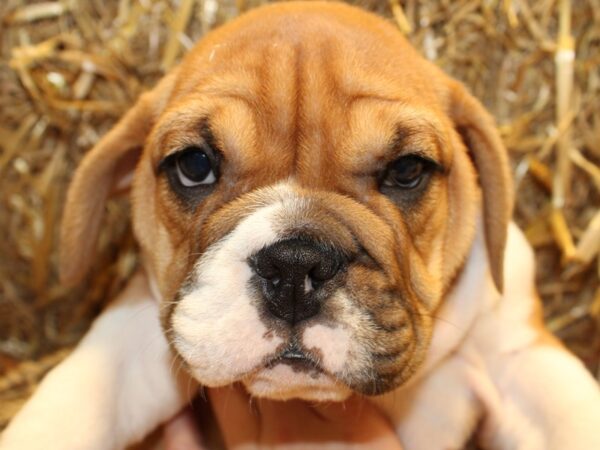 Beabull DOG Female Red / White 8581 Petland Dalton, Georgia