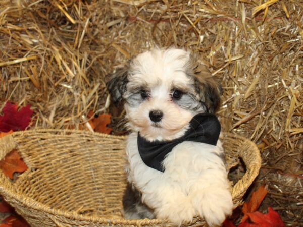 Havanese DOG Male Sable / White 19085 Petland Dalton, Georgia