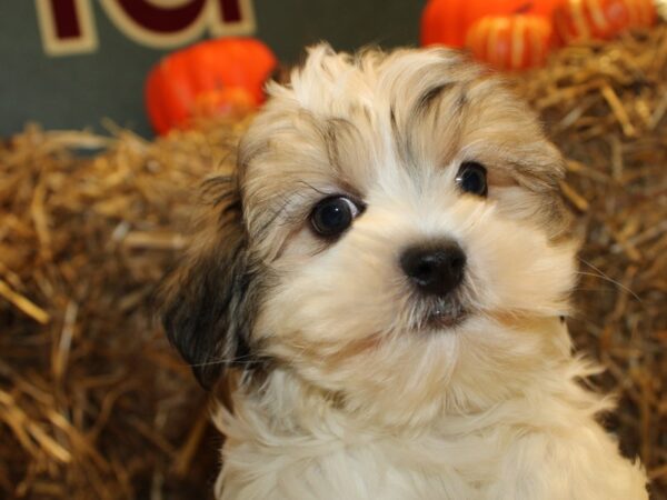 Marshmellow DOG Male Liver / White 19087 Petland Dalton, Georgia