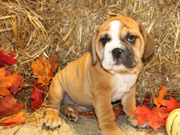 Bulldog/Bulldog-Beagle DOG Female Red / White 19086 Petland Dalton, Georgia