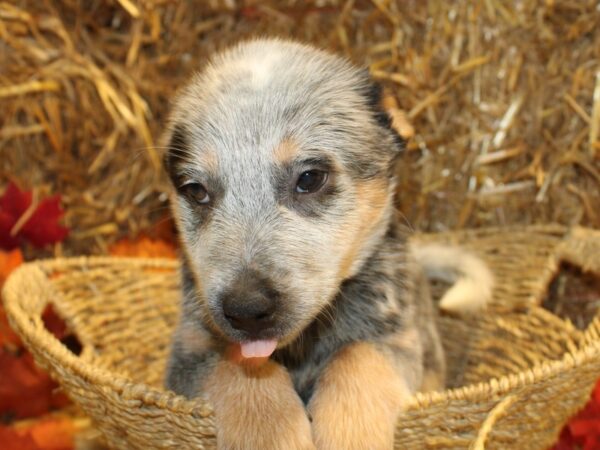 Australian Cattle Dog-DOG-Female-Blue-19083-Petland Dalton, Georgia