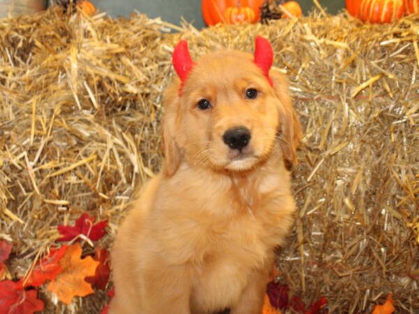 Golden Retriever DOG Male Cream 19084 Petland Dalton, Georgia