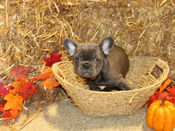 French Bulldog DOG Male Blue 19090 Petland Dalton, Georgia