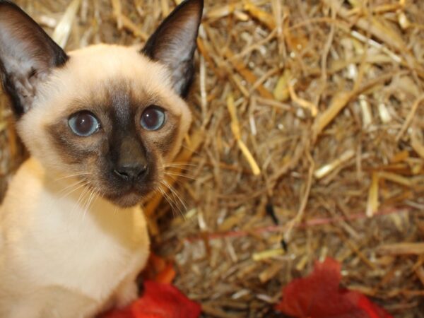 Siamese-CAT-Female-Seal Point-19092-Petland Dalton, Georgia