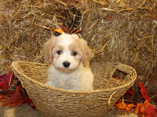 Cavachon DOG Female BLENHEIM 8587 Petland Dalton, Georgia