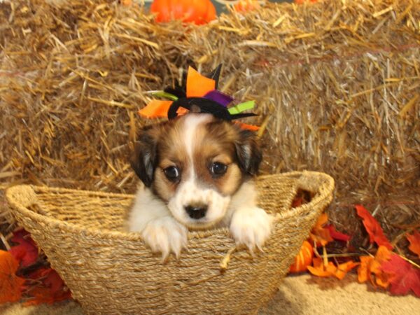 Pomachon-DOG-Female-SABLE WHITE-8588-Petland Dalton, Georgia