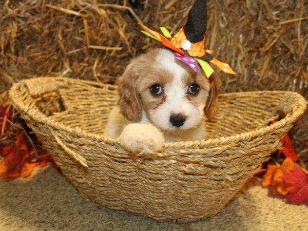 Cavachon DOG Female BLENHEIM 19094 Petland Dalton, Georgia