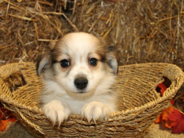 Pomachon-DOG-Male-SABLE WHITE-19095-Petland Dalton, Georgia