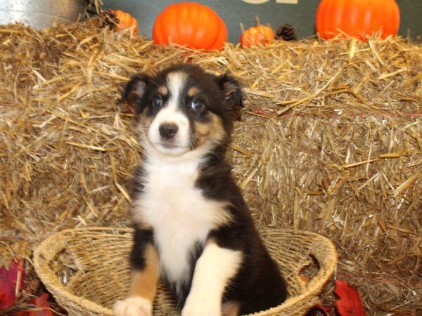 Australian Shepherd DOG Female Black and White 19096 Petland Dalton, Georgia