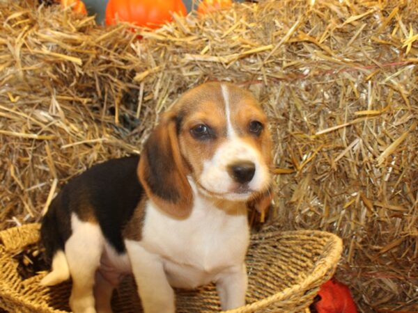 Beagle DOG Male Black Tan and White 19098 Petland Dalton, Georgia