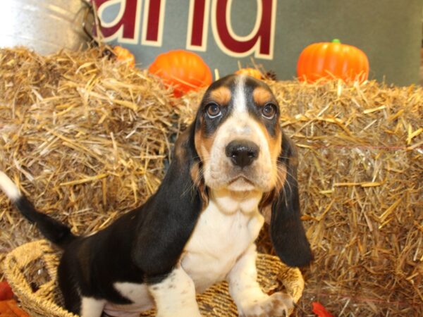 Basset Hound DOG Male Black White and Tan 19097 Petland Dalton, Georgia