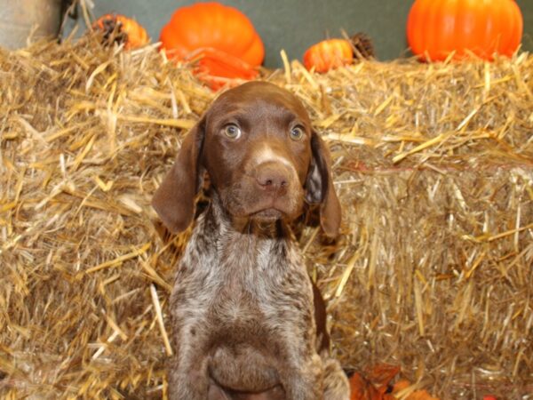 German Shorthair Pointer DOG Female Liver and White 19099 Petland Dalton, Georgia