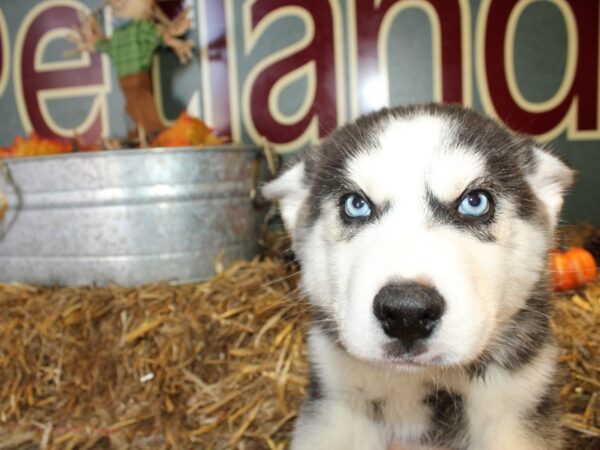 Siberian Husky DOG Male Black Grey and White 19100 Petland Dalton, Georgia