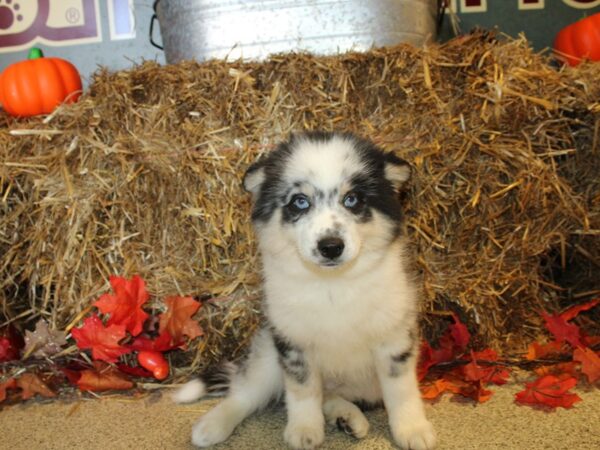 Pomsky 2nd Gen-DOG-Male-Blue Merle-8592-Petland Dalton, Georgia