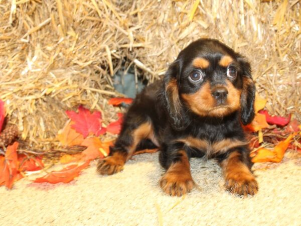 Cavalier King Charles Spaniel DOG Male Black and Tan 8594 Petland Dalton, Georgia