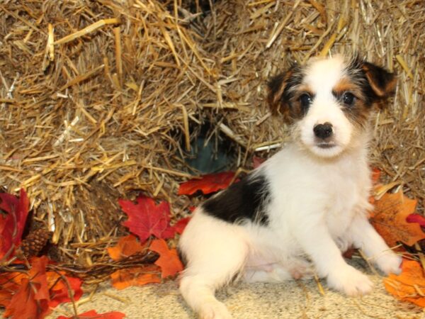 Biewer Yorkshire Terrier DOG Male Black White and Gold 19108 Petland Dalton, Georgia