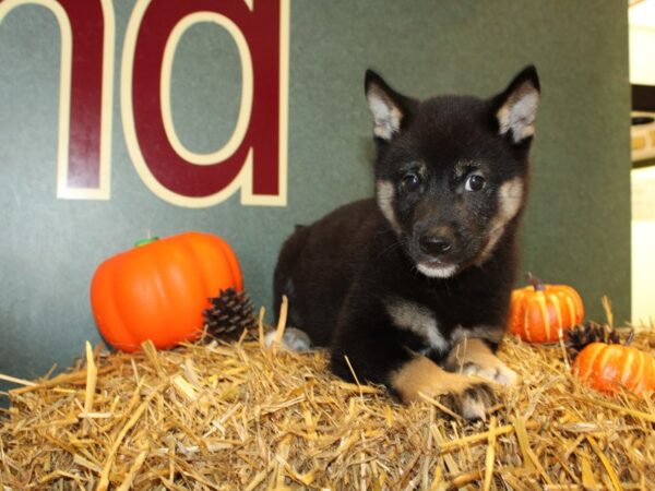 Shiba Inu DOG Male Black and Tan 19107 Petland Dalton, Georgia