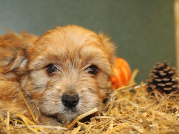 Morkie DOG Male BIEGE 19112 Petland Dalton, Georgia