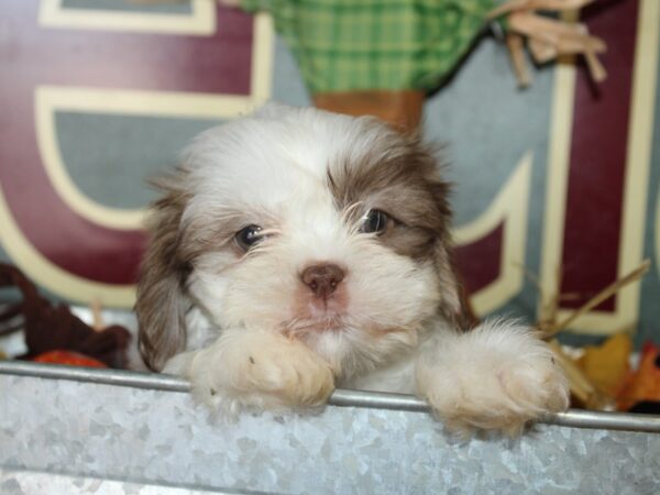 Teddy DOG Male brown white 19111 Petland Dalton, Georgia