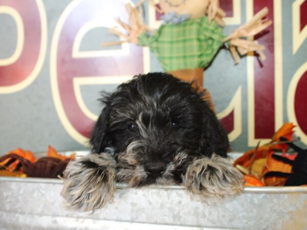 Schnoodle DOG Male Silver/Blk Phantom 19110 Petland Dalton, Georgia