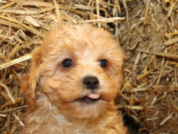 CavaPooChon-DOG-Male-RED-19113-Petland Dalton, Georgia