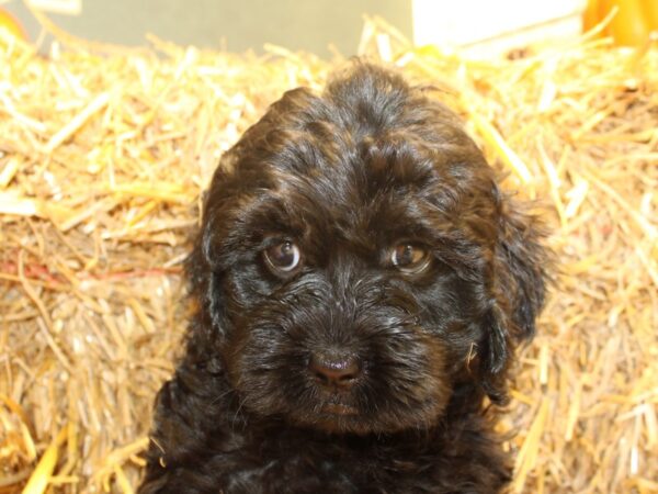 Cockadoodle DOG Female Blk 19115 Petland Dalton, Georgia