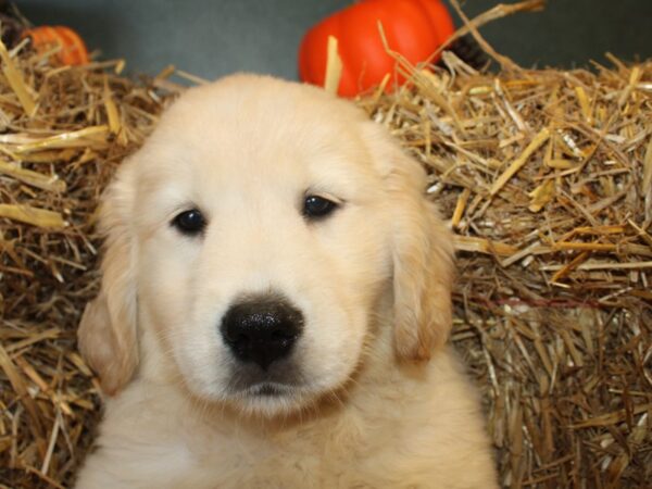 Golden Retriever DOG Male Golden 8595 Petland Dalton, Georgia