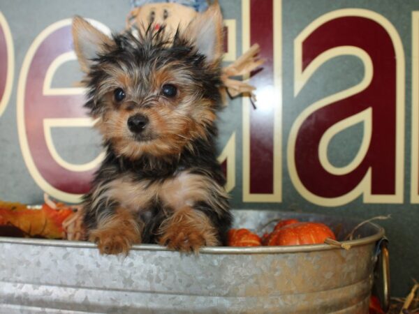 Yorkshire Terrier DOG Male Black / Gold 8593 Petland Dalton, Georgia